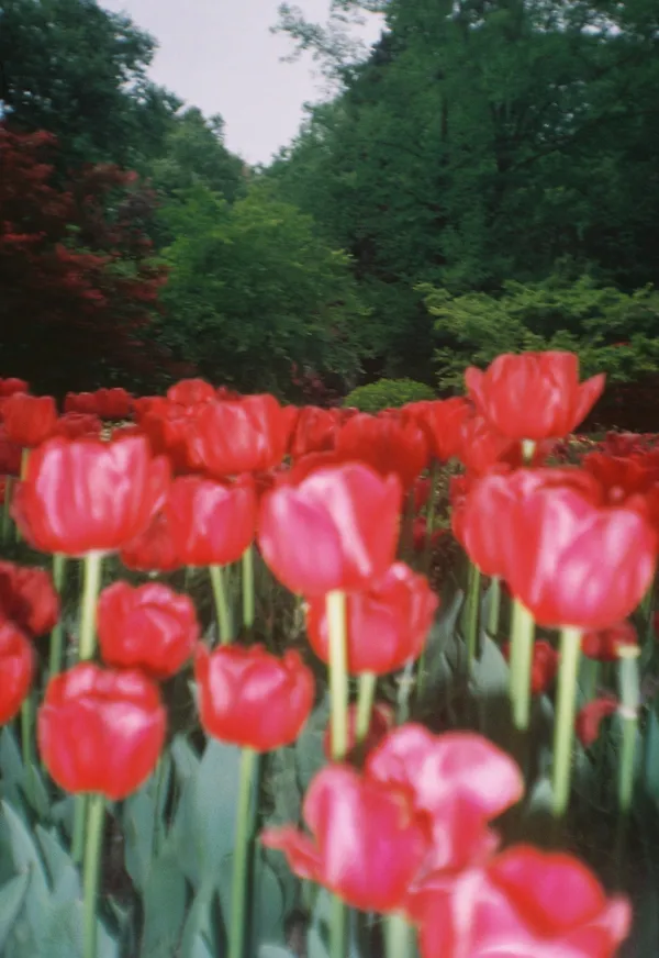 Tulips thumbnail