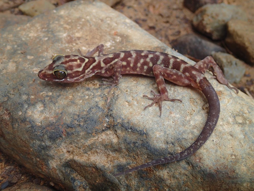 Scientists at the Smithsonian's National Museum of Natural History traveled the world and made many new discoveries this year--like this Cyrtodactylis payarhtanensis, a new species of bent-toed gecko. (Daniel G. Mulcahy)   