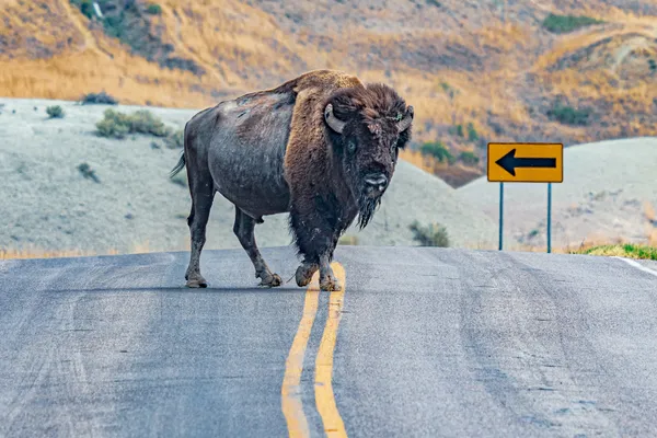 Bison Crossing thumbnail