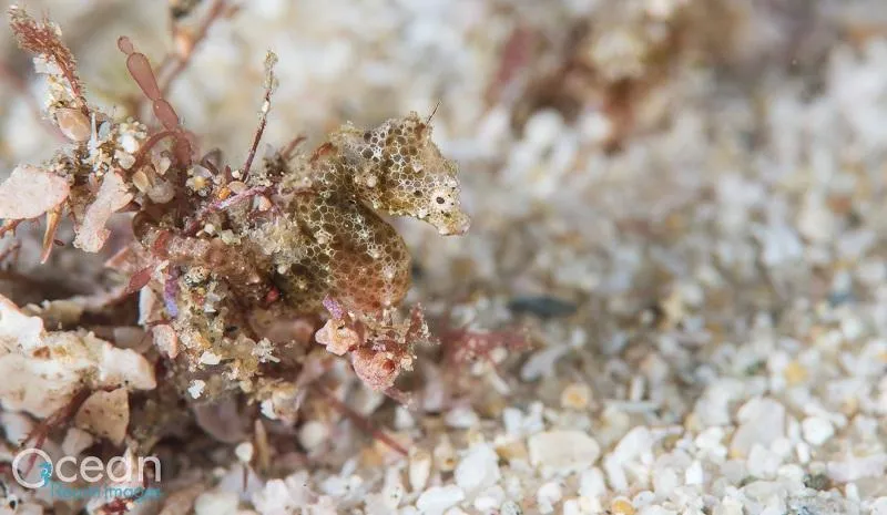 Newly Discovered Pygmy Seahorse Species Is the Size of a Fingernail 