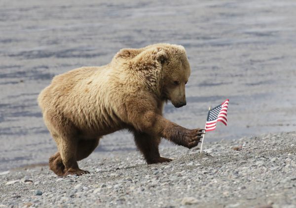 A Coastal Brown Bear checks out a flag on the beach thumbnail