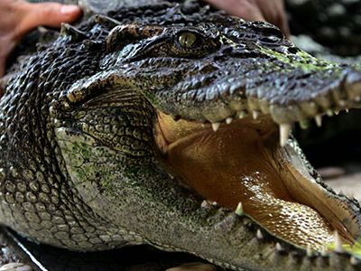 The Chinese alligator now numbers fewer than 200 in the wild, mostly restricted to a small reserve in the Anhui province of China, along the lower Yangtze River.