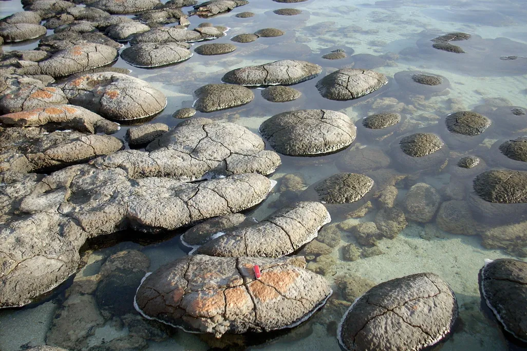 SharkBaystromatolites.jpg