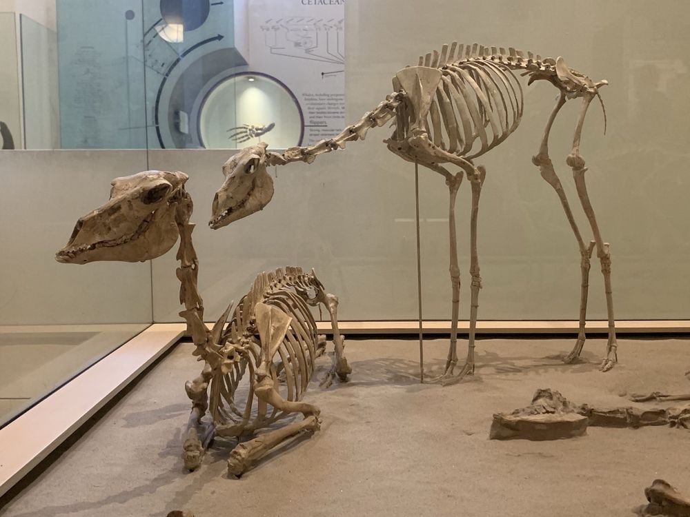 two skeletons of long-necked mammals