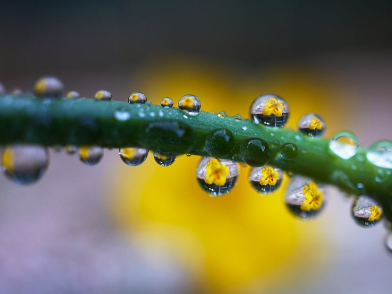 Droplet Lens Smithsonian Photo Contest Smithsonian Magazine