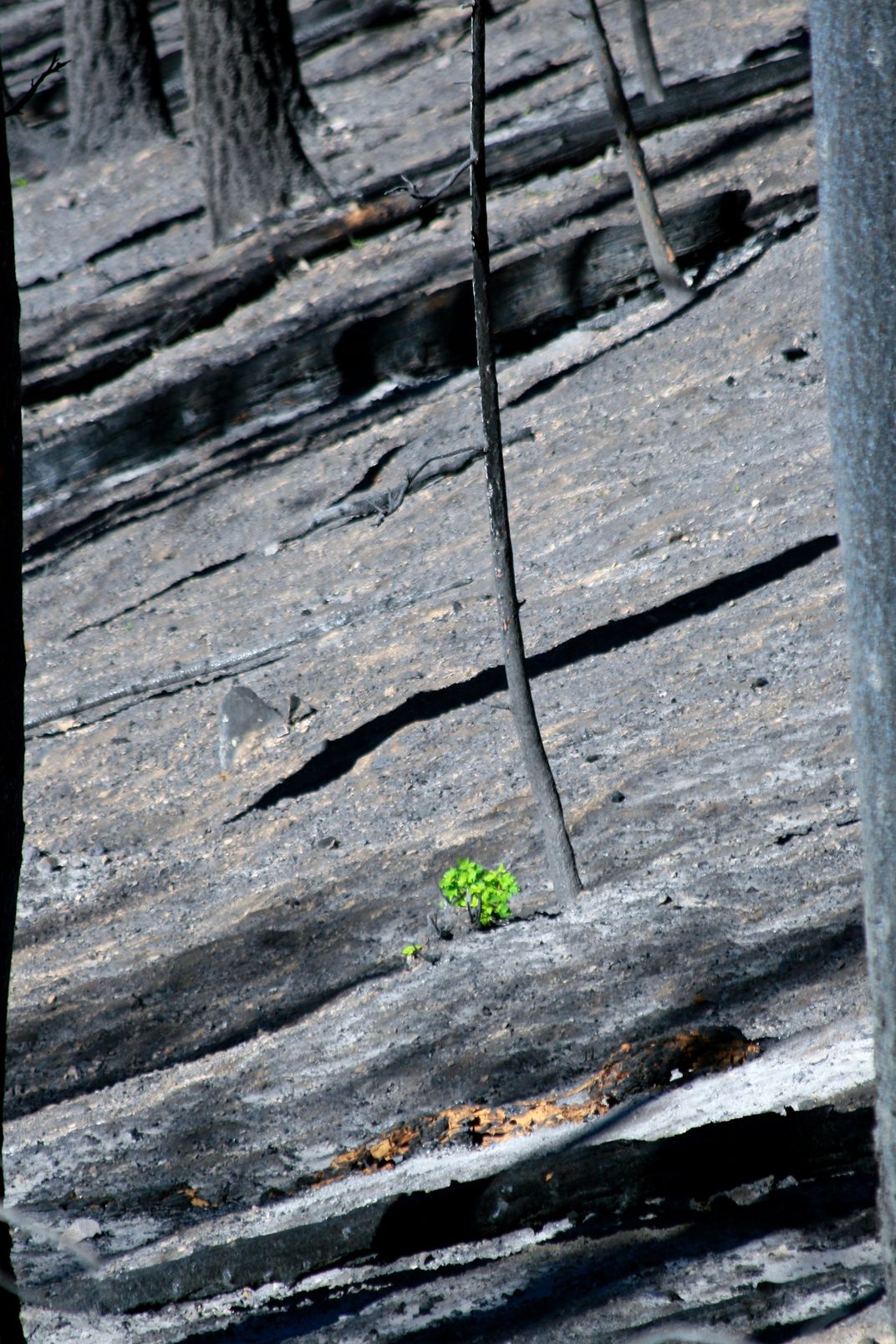 Rising from the Ashes - new growth emerges from the ashes of the ...