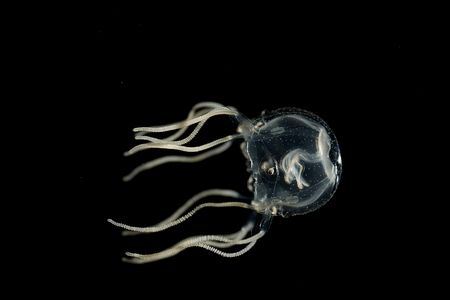 Box jellyfish are about the size of a grape.