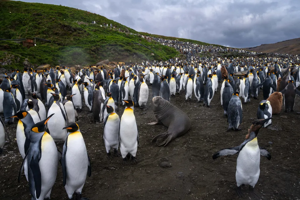 Dozens of penguins standing on the ground with a seal in the middle