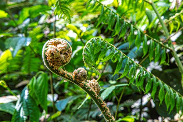 Fern Bud thumbnail