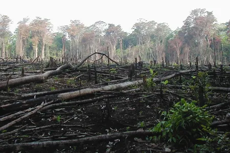 This forest in Guatemala was burned to make way for agricultural development. A new study suggests that drug traffickers contribute to rainforest loss by laundering money with agriculture in forest lands. 