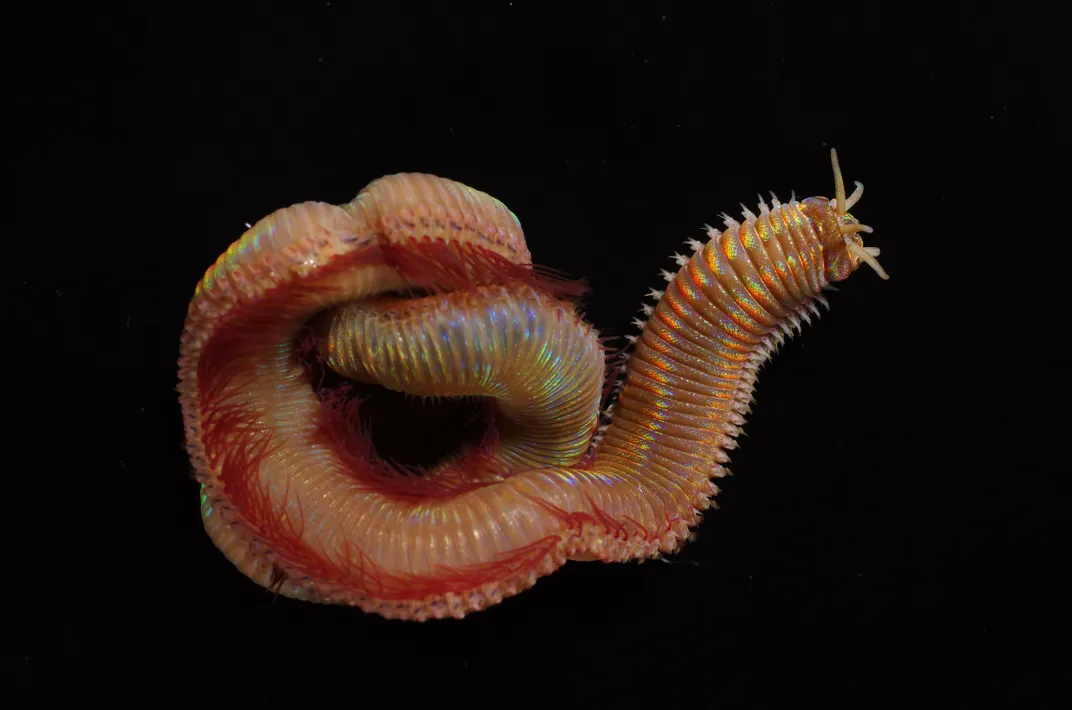 a red marine worm on a black background