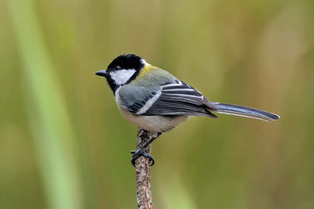 A small bird in profile perches on a small branch