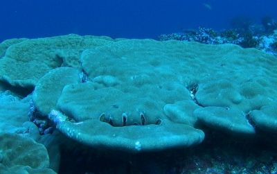 Coral from the Northern Line Islands reveals a link between climate change and El Niño.