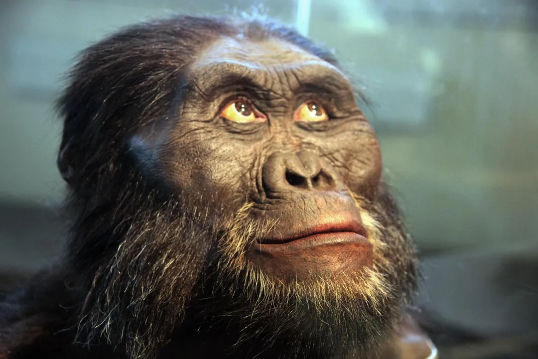 Australopithecus afarensis