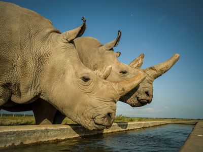 Najin (left) and Fatu, the last two northern white rhinos, on the day before their eggs were harvested.