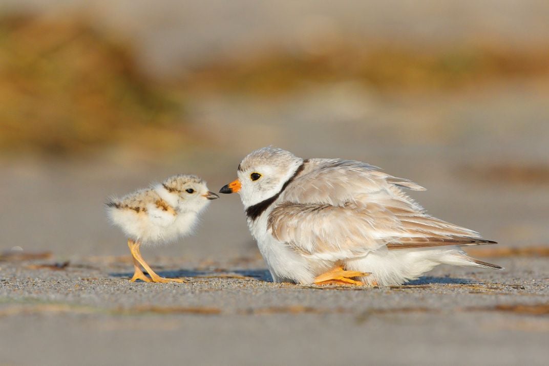 Two piping plovers