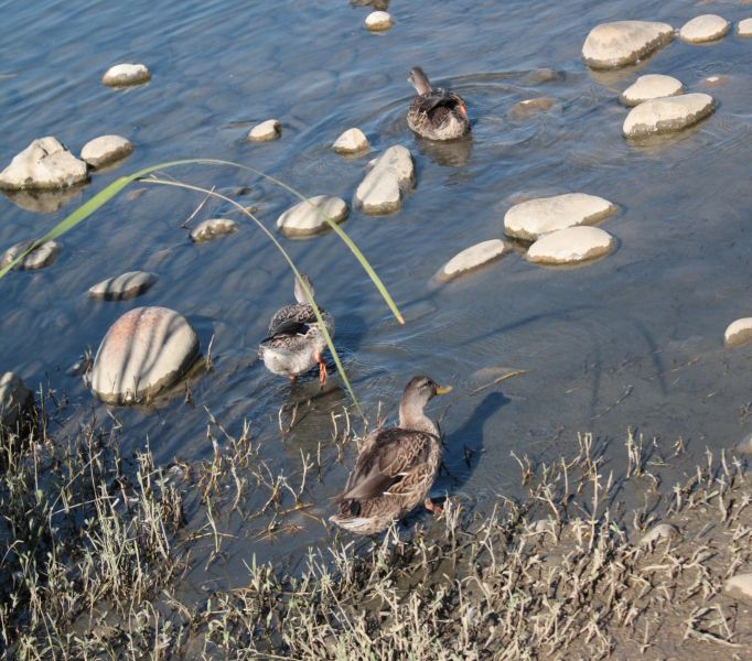 ducks running away Smithsonian Photo Contest Smithsonian Magazine