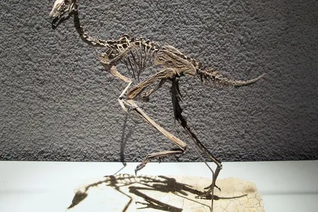 Some dinosaurs, such as the (Caudipteryx zoui) above, had brightly colored feathers. New research suggests that modern birds inherited their own color varieties from their feathered dinosaur ancestors. 