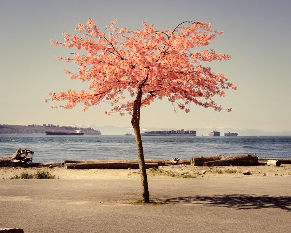 The Last Blossom thumbnail