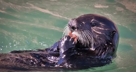 Sea otters have teeth that resemble those of Paranthropus