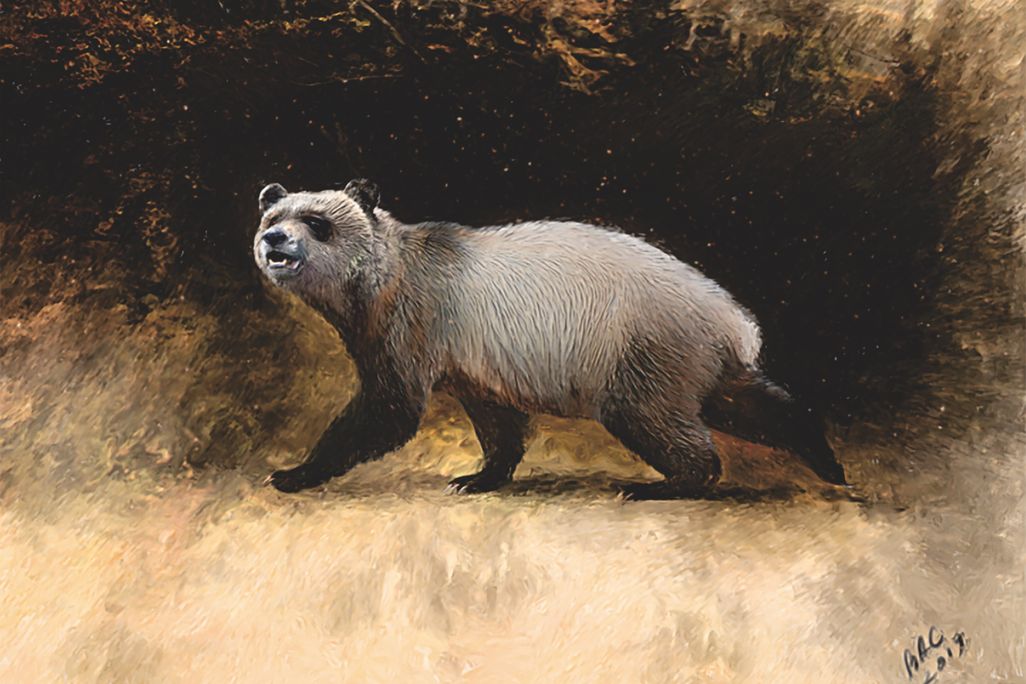An illustration of A. nikolovi