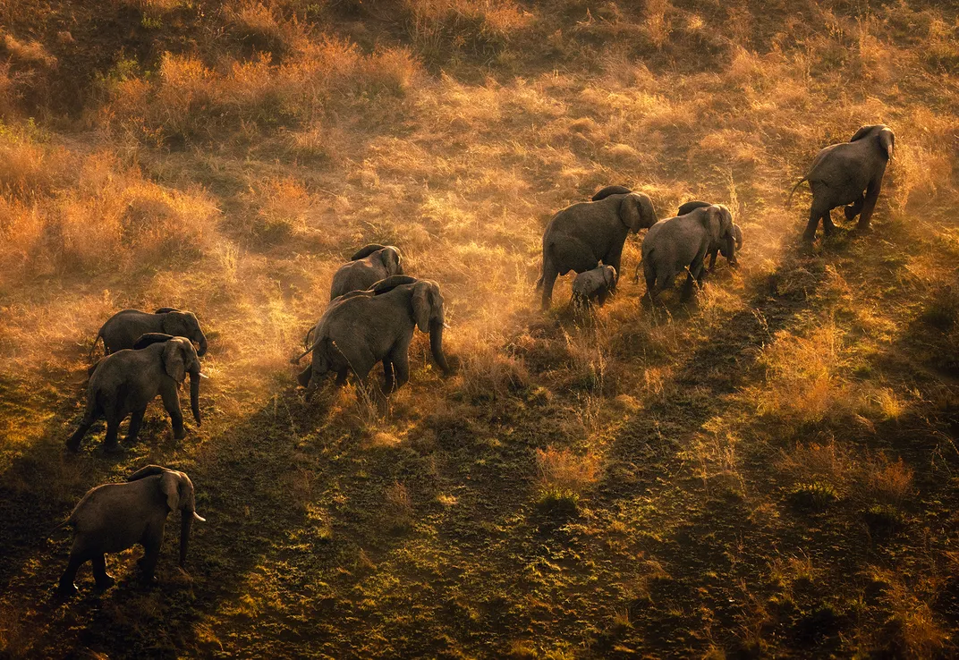 a small group of elephants walks in a line away from the camera during golden hour