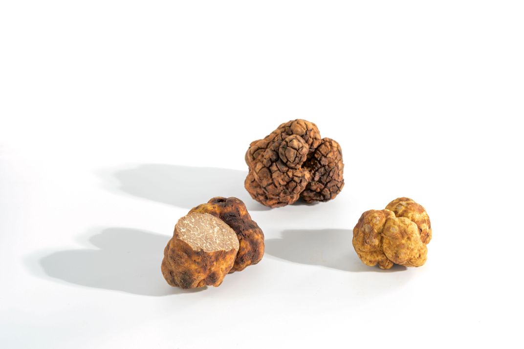 Freshly harvested and cleaned bianchetto truffles