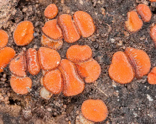 Eyelash cups fungus (Genus Scutellinia) thumbnail