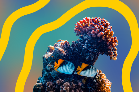 reef.png