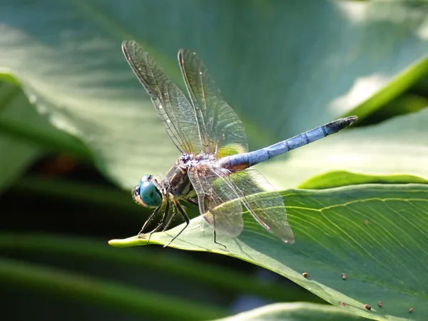 A Blue Dragonfly thumbnail