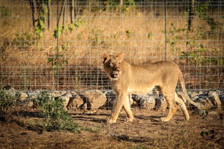 A female lion prowls inside one of the temporary enclosures at Liwonde National Park. The lions spent a few weeks acclimating to their new homes before being released into the more than 200-square-mile preserve.