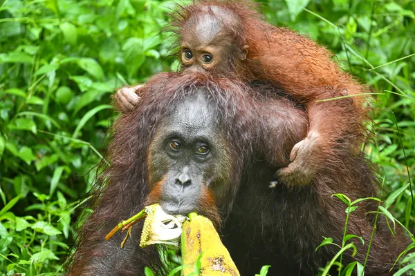 Wild Bonds of Borneo thumbnail