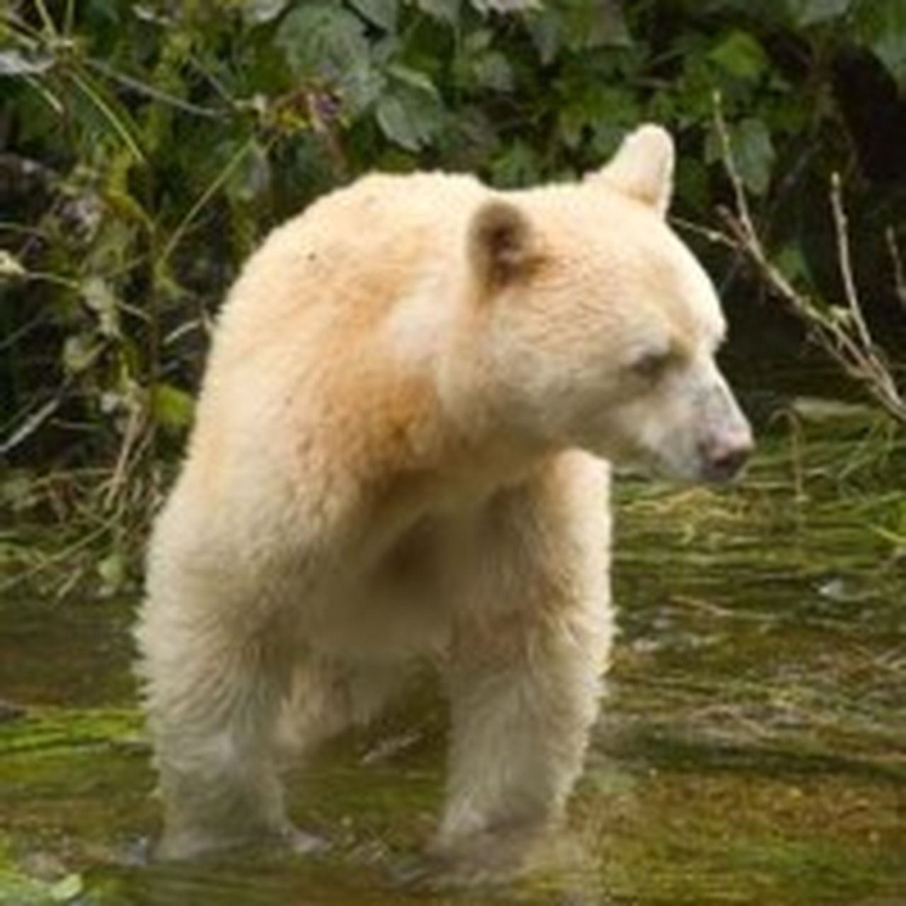 White Coat on a Black Bear
