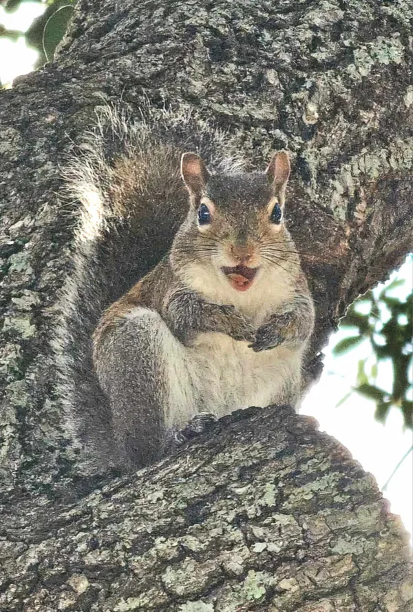 The Whole World Smiles With You, Squirrel thumbnail