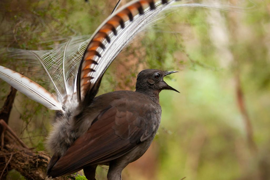 male superb lyrebird