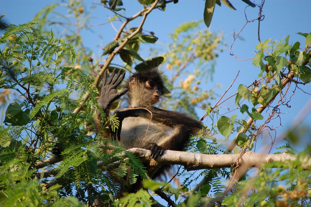 monkey tour riviera maya
