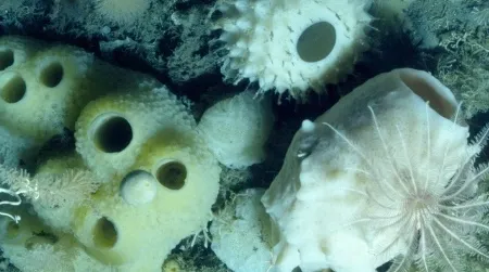 A community of glass sponges under Antarctica’s ice.