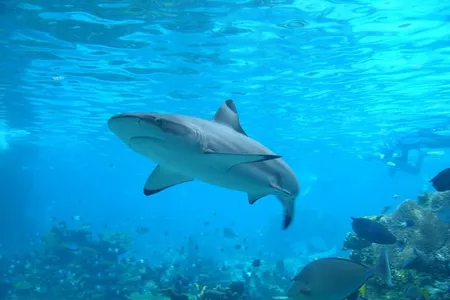 Researchers have long debated whether shark repellants actually work. 
