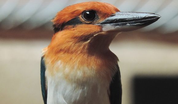 Female Guam kingfisher Giha at the Smithsonian Conservation Biology Institute. Guam kingfishers are extinct in the wild, but scientists are working to change that by breeding the species for release in the near future.