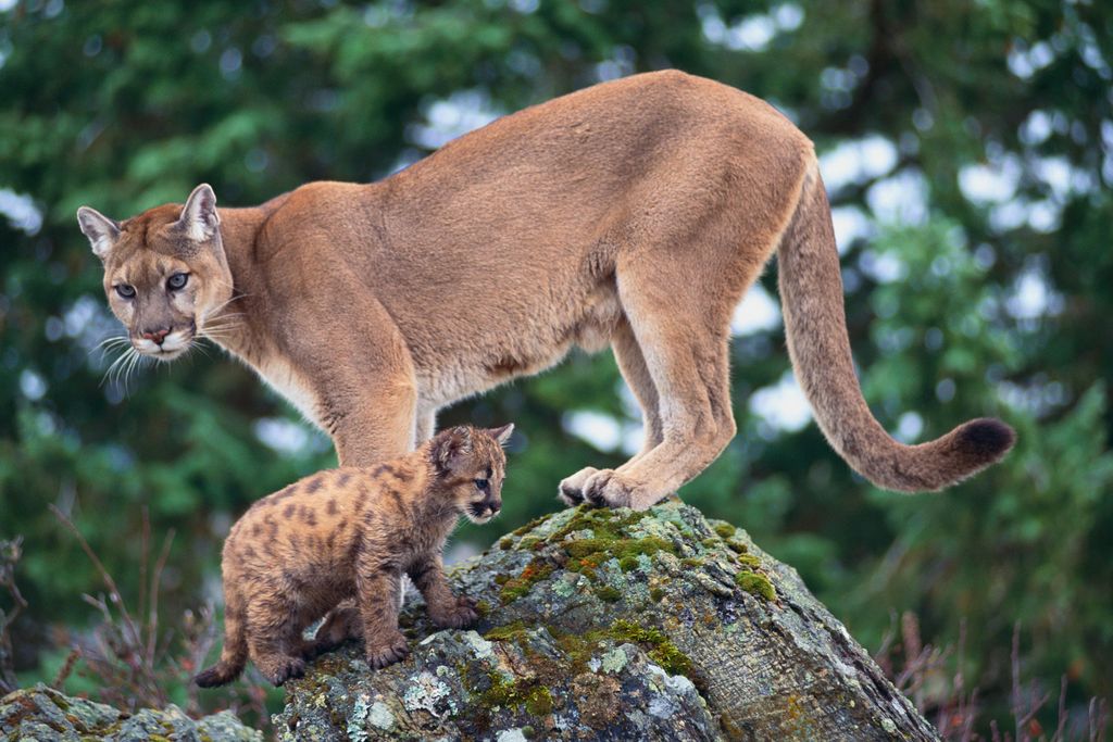 cougar and cub