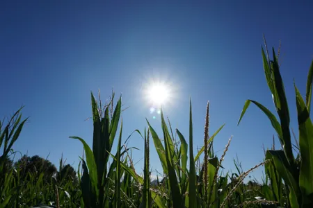 So-called &ldquo;corn sweat,&rdquo; the water vapor released by the process of evapotranspiration, can raise humidity in corn-producing areas on the hottest days of summer.