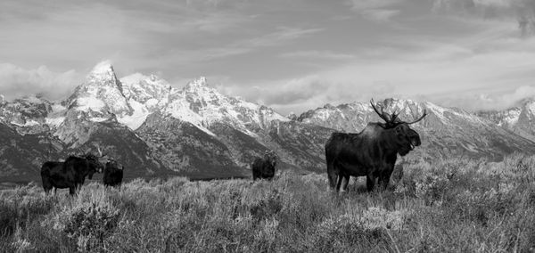 Moose and Their Mountains thumbnail