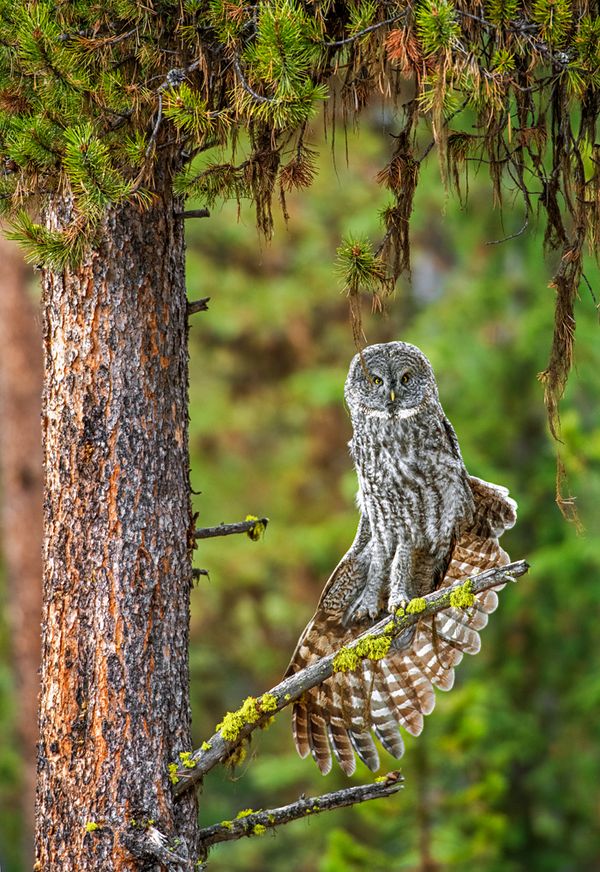 Great Gray Owl Stretching thumbnail