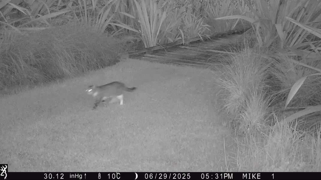 A black and white photo of a cat walking