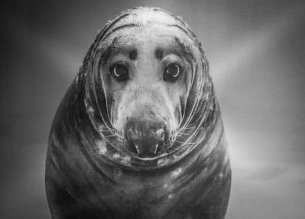 the grey seal is watching thumbnail