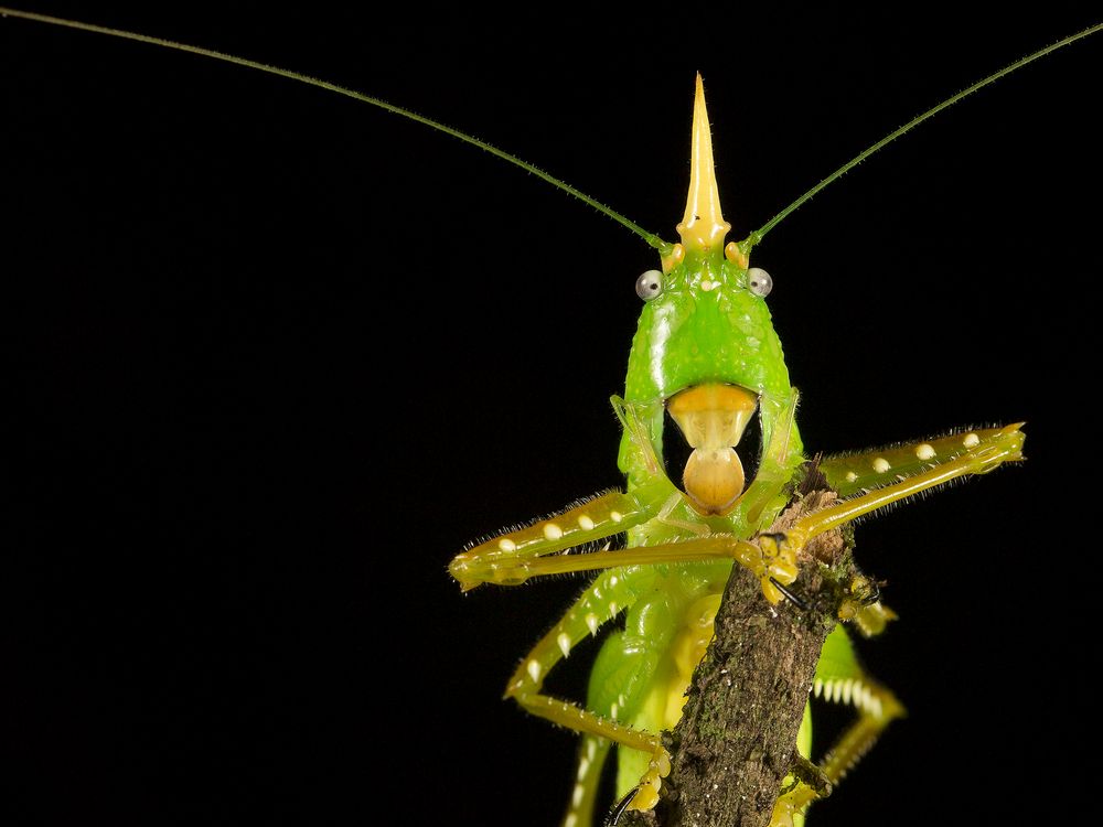 Rhino Smithsonian Photo Contest Smithsonian Magazine