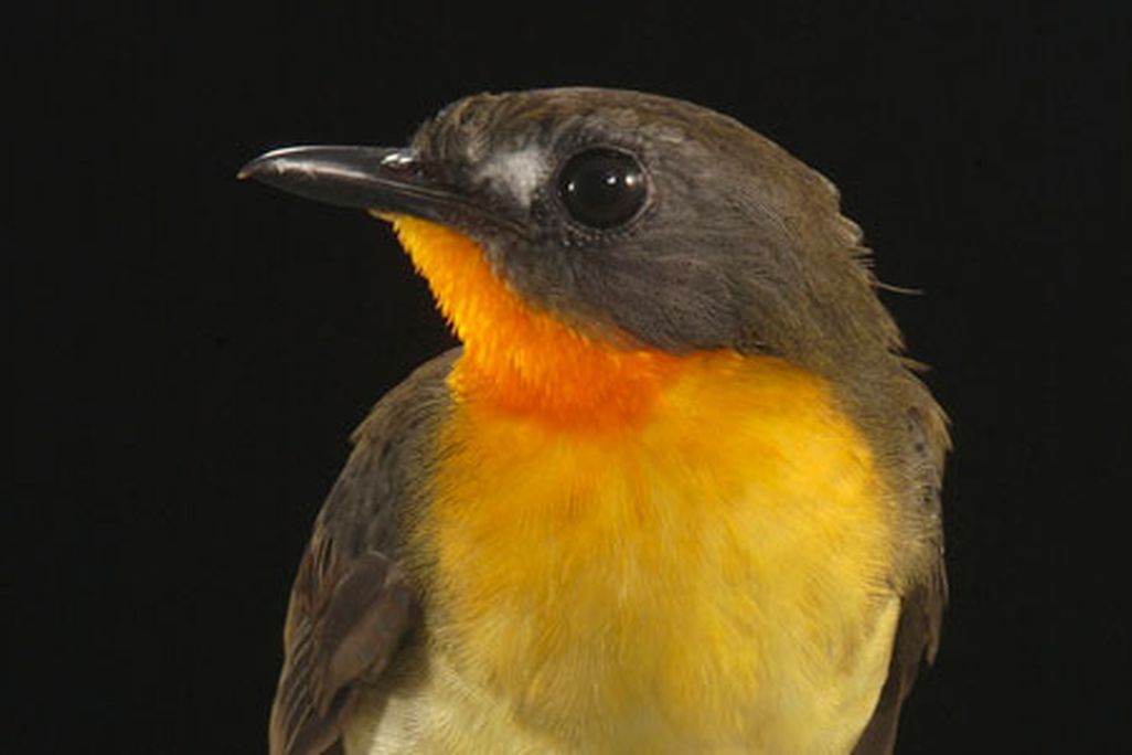 Olive backed Forest Robin