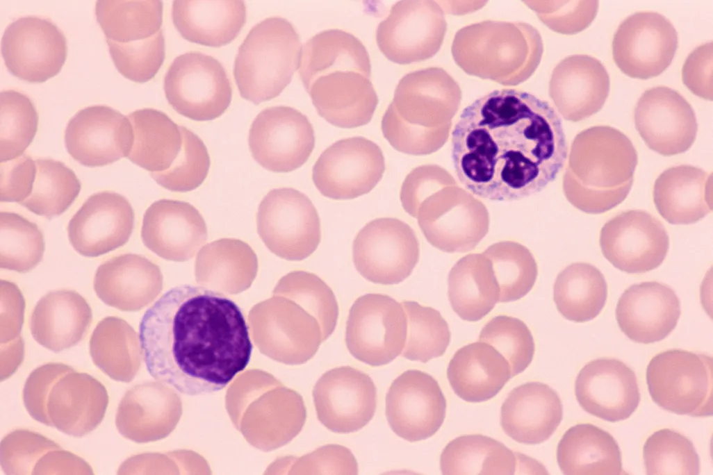 Two stained purple human cells