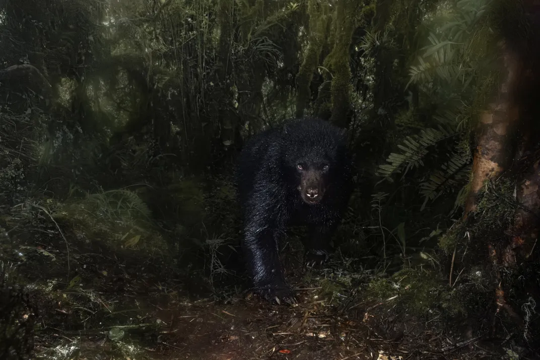 Bear walking toward camera in woods