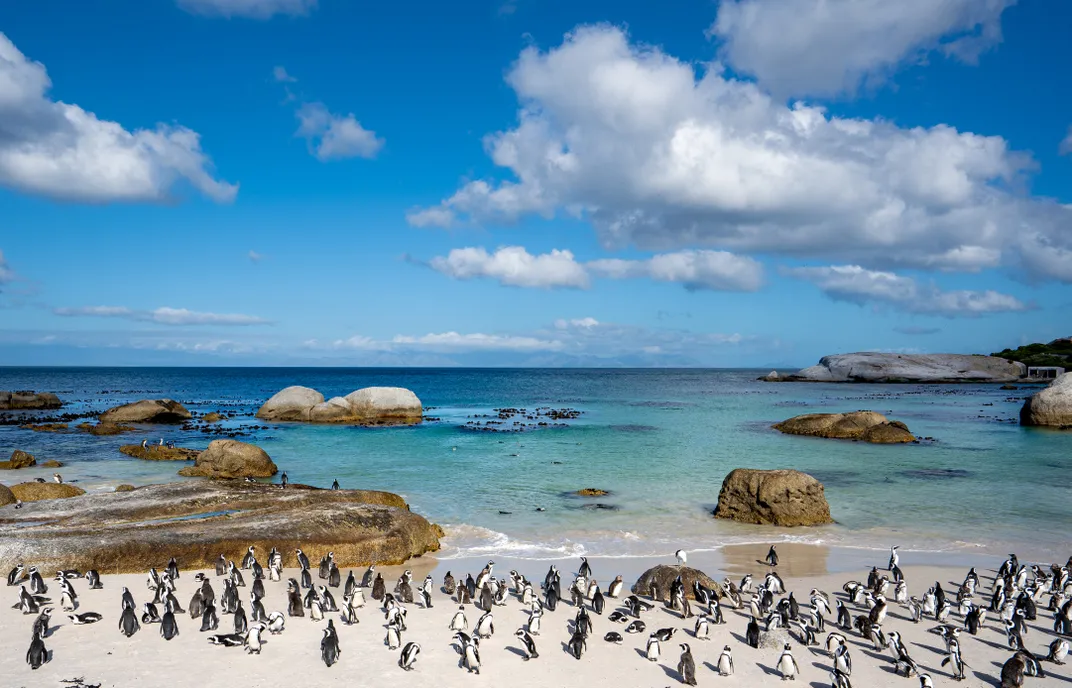 The famous penguin colony at Boulders Beach, near Cape Town